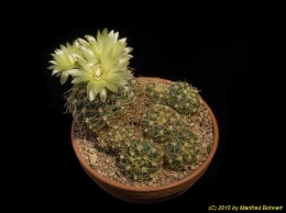 Gymnocalycium leeanum 70